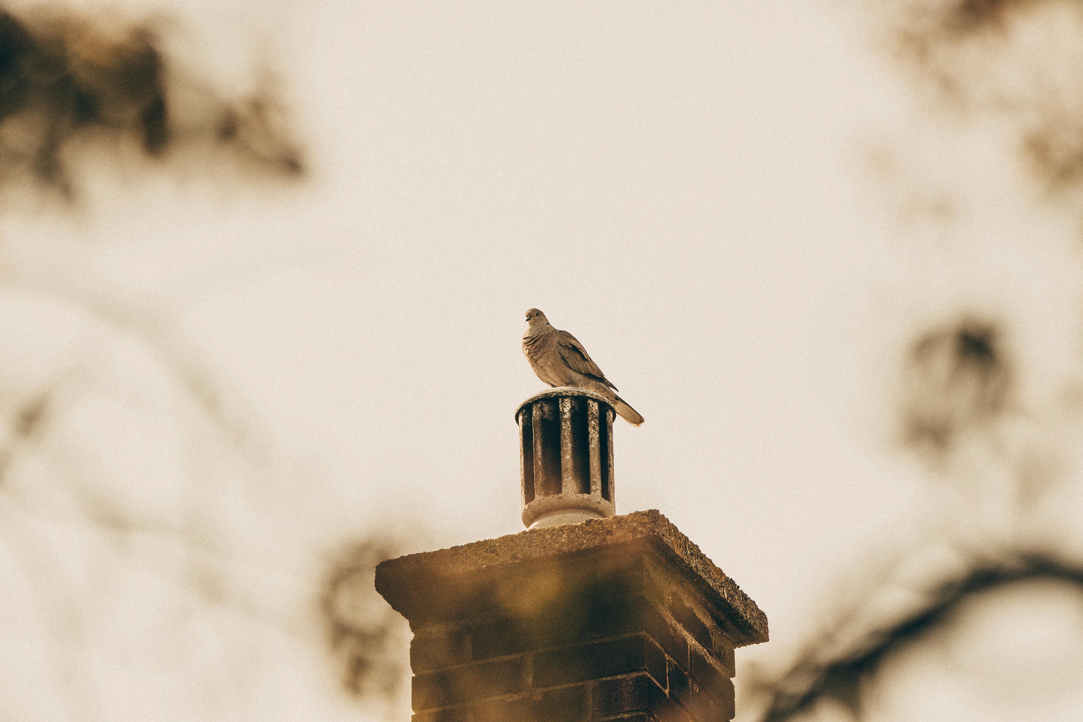 Professional Chimney Cap and Damper In Lake Bluff Illinois